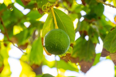 Avokado ağaçlarında yeni hasat La Palma adasında, Kanarya adalarında, İspanya 'da ağaçta asılı yeşil avokado meyveleri