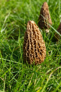 Yabani bahar mantarları, morşellalar ya da gerçek mantarlar. Gurme aşçılar için yenilebilir mantarlar. Katalan ve Fransız mutfağında, yeşil çimenlerde, ilkbaharda çiftlikte morinalarda hasat.