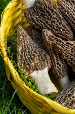 Yabani bahar mantarları, morşellalar ya da gerçek mantarlar. Gurme aşçılar için yenilebilir mantarlar. Katalan ve Fransız mutfağında, yeşil çimenlerde, ilkbaharda çiftlikte morinalarda hasat.