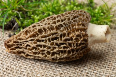 Çiğ bahar mantarları morşeller ya da gerçek mantarlar gurme aşçılar için yenilebilir kese mantarları, Katalan ve Fransız mutfağında, yenilebilir yabani mantarlar