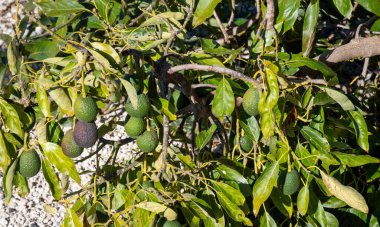 Avokado ağaçlarında yeni hasat La Palma adasında, Kanarya adalarında, İspanya 'da ağaçta asılı yeşil avokado meyveleri