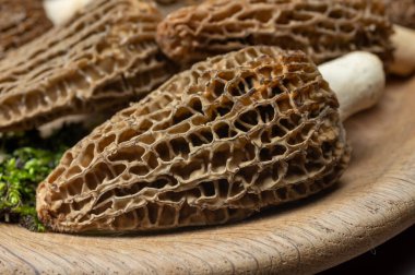 Çiğ bahar mantarları morşeller ya da gerçek mantarlar gurme aşçılar için yenilebilir kese mantarları, Katalan ve Fransız mutfağında, yenilebilir yabani mantarlar