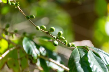 Yeşil ve kırmızı olgun kahve ağaçlı Arabika kahve ağacı tarlada kiraz, kahve çekirdeği üretimi, robusta bitkisi.