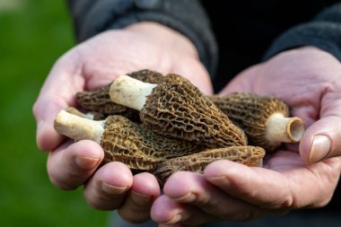 Bahar mantarlarının yetiştirilmesi morşellalar ya da gerçek mantarlar gurme aşçılar için yenilebilir mantarlar, Katalan ve Fransız mutfağı, taze çiğ mantarlı işçi elleri