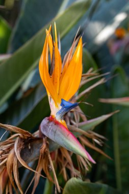 Strelitzia Reginae 'nin çiçeği, Tenerife' deki botanik bahçesinde renkli cennet kuşu.