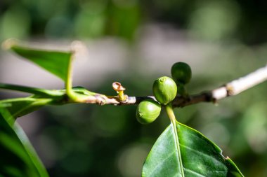 Yeşil ve kırmızı olgun kahve ağaçlı Arabika kahve ağacı tarlada kiraz, kahve çekirdeği üretimi, robusta bitkisi.