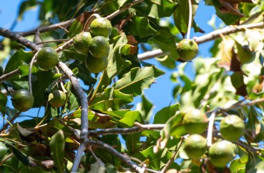 Sert yeşil Avustralya Macadamia fındıkları fidanlarda asılı büyük bir ağaçta, fındık üretimi