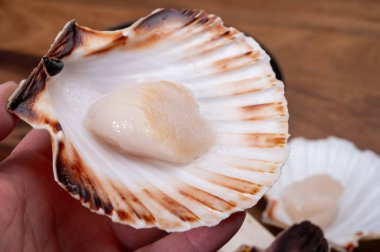 Atlantik Körfezi deniz tarakları koquille St. James deniz kabukları, kabuklarla açıldı ve temizlendi, Normandiya 'da ya da Britanya' da günün avı, Fransa 'da balık pazarında yakın mesafede.