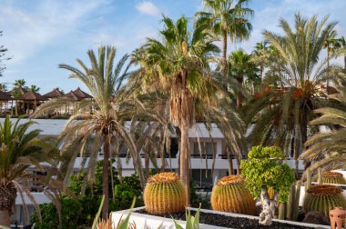 Güneşli bir günde İspanya 'nın Tenerife adasındaki lav taşlarında yetişen Evergreen succulent kaktüsleri