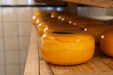 Hollanda, Kuzey Hollanda 'daki peynir fabrikasında inek sütünden elde edilen sert peynirli ahşap raflar, eski Hollanda peynir çiftliği.