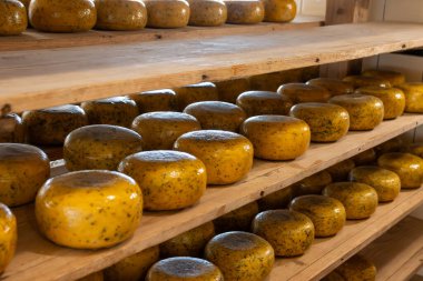 Hollanda, Kuzey Hollanda 'daki peynir fabrikasında inek sütünden elde edilen sert peynirli ahşap raflar, eski Hollanda peynir çiftliği.