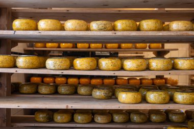 Hollanda, Kuzey Hollanda 'daki peynir fabrikasında inek sütünden elde edilen sert peynirli ahşap raflar, eski Hollanda peynir çiftliği.