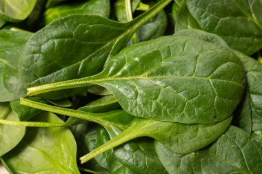 Taze yeşil bebek ıspanak yaprakları, diyet ve sağlık konsepti, kilo kaybı, seramik tabakta yıkanmış ıspanak, çiğ gıda