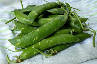 Taze taze bezelye tohumu, bahçe işleri, organik bahçe işleri.