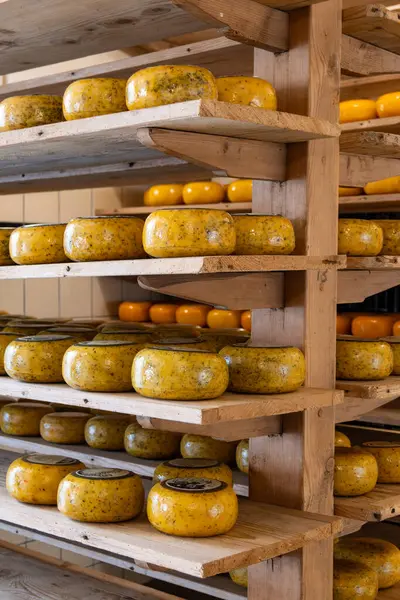 Hollanda, Kuzey Hollanda 'daki peynir fabrikasında inek sütünden elde edilen sert peynirli ahşap raflar, eski Hollanda peynir çiftliği.