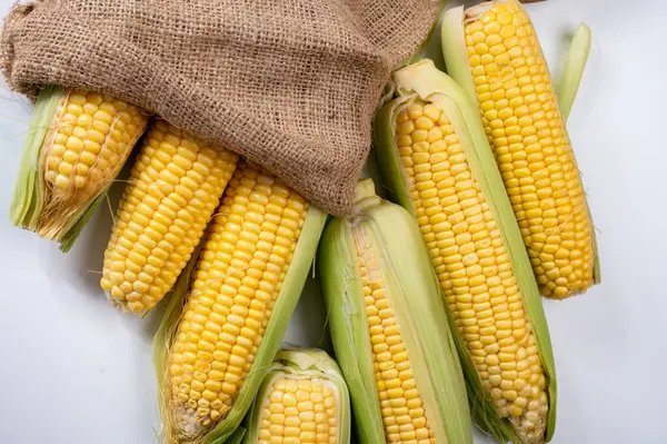 Taze sarı taze taze çiğ mısır, mısır şekeri veya mısır, çeşitli mısır bitkileri, pişmemiş.