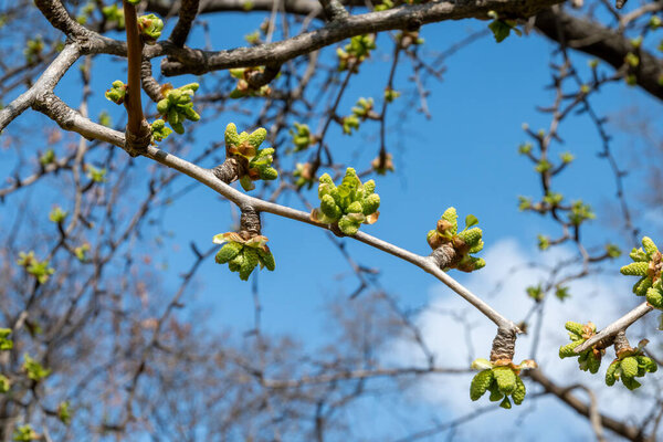 Молодые зеленые побеги листьев на большом дереве Гинкго Билоба весной, используемые в лечебных целях и витамины
