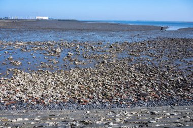 Gelgit zamanı Yerseke 'deki Oosterschelde' ye bakın, çeşitli yabani deniz kabukları ve istiridyelerin toplanıp yenmesine izin veriliyor, Zeeland, Hollanda