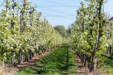 Çiçekli armut ağaçları, beyaz çiçekler, Zuid-Beveland, Zeeland 'de meyve bahçeleri, Hollanda' da gıda endüstrisi.