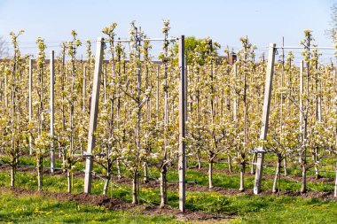 Çiçekli armut ağaçları, beyaz çiçekler, Zuid-Beveland, Zeeland 'de meyve bahçeleri, Hollanda' da gıda endüstrisi.