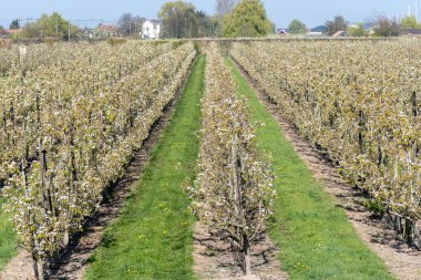 Çiçekli armut ağaçları, beyaz çiçekler, Zuid-Beveland, Zeeland 'de meyve bahçeleri, Hollanda' da gıda endüstrisi.
