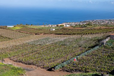 Tenerife, Tenerife 'deki Tacoronte-Acentejo bölgesi, Tenerife, Tenerife, Kanarya Adaları, İspanya' daki Tenerife, Meksika 'daki Tenerife' de şarap bahçeleri.