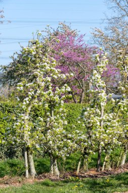 Çiçekli armut ağaçları, beyaz çiçekler, Zuid-Beveland, Zeeland 'de meyve bahçeleri, Hollanda' da gıda endüstrisi.