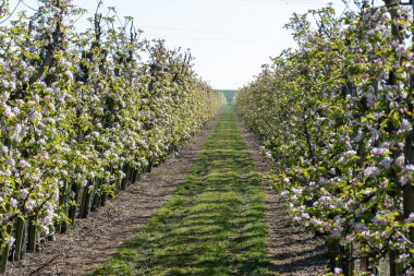 Çiçekli sıra sıra elma ağaçları pembe çiçekler, Zuid-Beveland, Zeeland 'de organik bahçeler, Hollanda' da gıda endüstrisi.