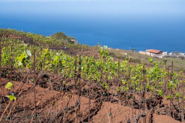 Tenerife, Tenerife 'deki Tacoronte-Acentejo bölgesi, Tenerife, Tenerife, Kanarya Adaları, İspanya' daki Tenerife, Meksika 'daki Tenerife' de şarap bahçeleri.