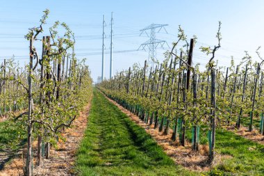 Çiçekli sıra sıra elma ağaçları pembe çiçekler, Zuid-Beveland, Zeeland 'de organik bahçeler, Hollanda' da gıda endüstrisi.