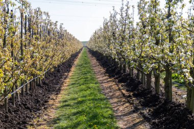 Çiçekli armut ağaçları, beyaz çiçekler, Zuid-Beveland, Zeeland 'de meyve bahçeleri, Hollanda' da gıda endüstrisi.