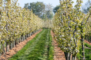 Çiçekli armut ağaçları, beyaz çiçekler, Zuid-Beveland, Zeeland 'de meyve bahçeleri, Hollanda' da gıda endüstrisi.