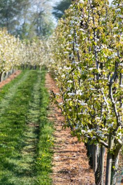 Çiçekli armut ağaçları, beyaz çiçekler, Zuid-Beveland, Zeeland 'de meyve bahçeleri, Hollanda' da gıda endüstrisi.