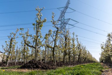 Çiçekli armut ağaçları, beyaz çiçekler, Zuid-Beveland, Zeeland 'de meyve bahçeleri, Hollanda' da gıda endüstrisi.