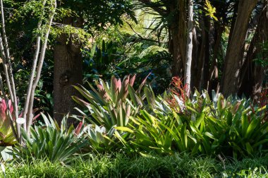 Gerçek tropikal orman ya da palmiyeli yağmur ormanları, egzotik ağaçlar, yeşil doğa kavramı