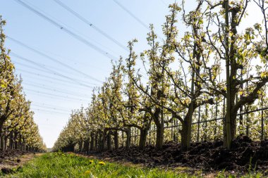 Çiçekli armut ağaçları, beyaz çiçekler, Zuid-Beveland, Zeeland 'de meyve bahçeleri, Hollanda' da gıda endüstrisi.