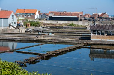 Zeeuwse Creuse marka istiridyelerin Zeeland, Yerseke, Hollanda 'daki Oosterschelde istiridye üreme çiftliğinde toplandığı kutularca olgun ve satılmaya hazır kutu.