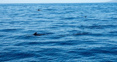 Atlantik Okyanusu 'nun derinliklerinde, Tenerife Adası' nın güneyinde, Kanarya 'da, İspanya' da, yaban hayatı deniz manzarasında, turistik teknelerden gelen dolar ve balina sürülerini izliyoruz.