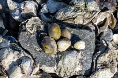 Oosterschelde 'de gelgit zamanı, çeşitli yaban kabukları ve istiridyelerle deniz dibi, Zeeland, Yerseke, Netherboys, doğal deniz ürünleri konsepti.