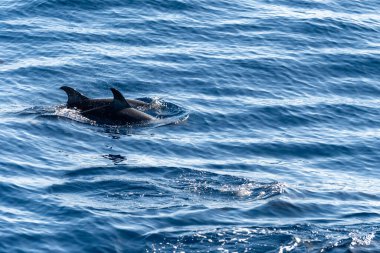 Atlantik Okyanusu 'nun derinliklerinde, Tenerife Adası' nın güneyinde, Kanarya 'da, İspanya' da, yaban hayatı deniz manzarasında, turistik teknelerden gelen dolar ve balina sürülerini izliyoruz.