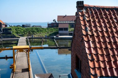 Zeeuwse Creuse marka istiridyelerin Zeeland, Yerseke, Hollanda 'daki Oosterschelde istiridye üreme çiftliğinde toplandığı kutularca olgun ve satılmaya hazır kutu.