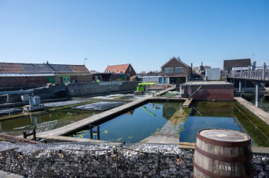 Zeeuwse Creuse marka istiridyelerin Zeeland, Yerseke, Hollanda 'daki Oosterschelde istiridye üreme çiftliğinde toplandığı kutularca olgun ve satılmaya hazır kutu.