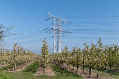 Çiçekli armut ağaçları, beyaz çiçekler, Zuid-Beveland, Zeeland 'de meyve bahçeleri, Hollanda' da gıda endüstrisi.