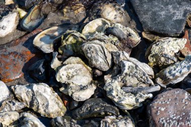 Oosterschelde 'de gelgit zamanı, çeşitli yaban kabukları ve istiridyelerle deniz dibi, Zeeland, Yerseke, Netherboys, doğal deniz ürünleri konsepti.