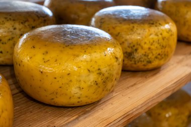 Hollanda, Kuzey Hollanda 'daki peynir fabrikasında inek sütünden elde edilen sert peynirli ahşap raflar, eski Hollanda peynir çiftliği.