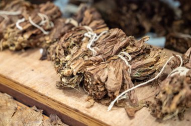 Kurumuş tütün yapraklarından, Garachico 'dan, Tenerife' den, Kanarya Adalarından, İspanya 'dan, iş yerinden yüksek kaliteli puro üretimi