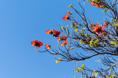 Tenerife Adası, Kanarya, İspanya, mavi gökyüzü ve kırmızı çiçeklerdeki botanik bahçesindeki Afrika lale ağacının kış çiçekleri