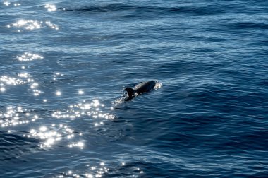 Atlantik Okyanusu 'nun derinliklerinde, Tenerife Adası' nın güneyinde, Kanarya 'da, İspanya' da, yaban hayatı deniz manzarasında, turistik teknelerden gelen dolar ve balina sürülerini izliyoruz.