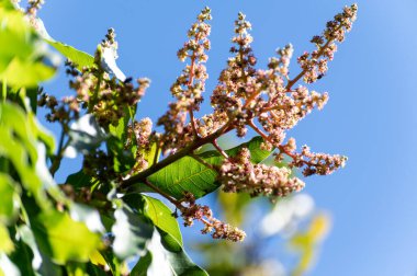 İspanya 'nın Gran Canaria adasındaki meyve bahçesinde yetişen tropikal mango ağacının mevsimlik çiçekleri, tarlada mango meyveleri yetiştirmek. Kapat..