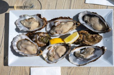 Yerseke 'de canlı istiridye, Oosterschelde, Zeeland, Hollanda' da taze Zeeuwse kremalı istiridye yemek ya da tatmak.